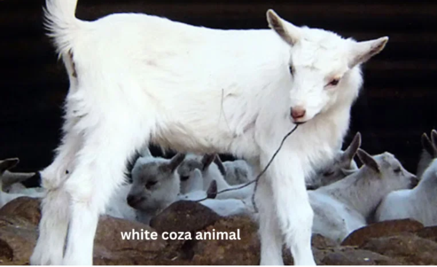 The Rise Of The White Coza Animal: A Social Media Sensation